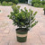 Ilex meserveae Blue Prince 300507